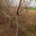 黄栌4~6cm2.5~3m