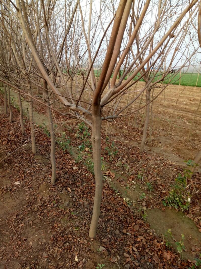 黄栌4~6cm2.5~3m