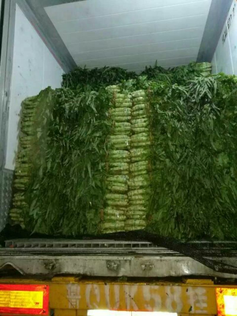 精品红叶香莴苣产地直发品质保证量大从优欢迎联系