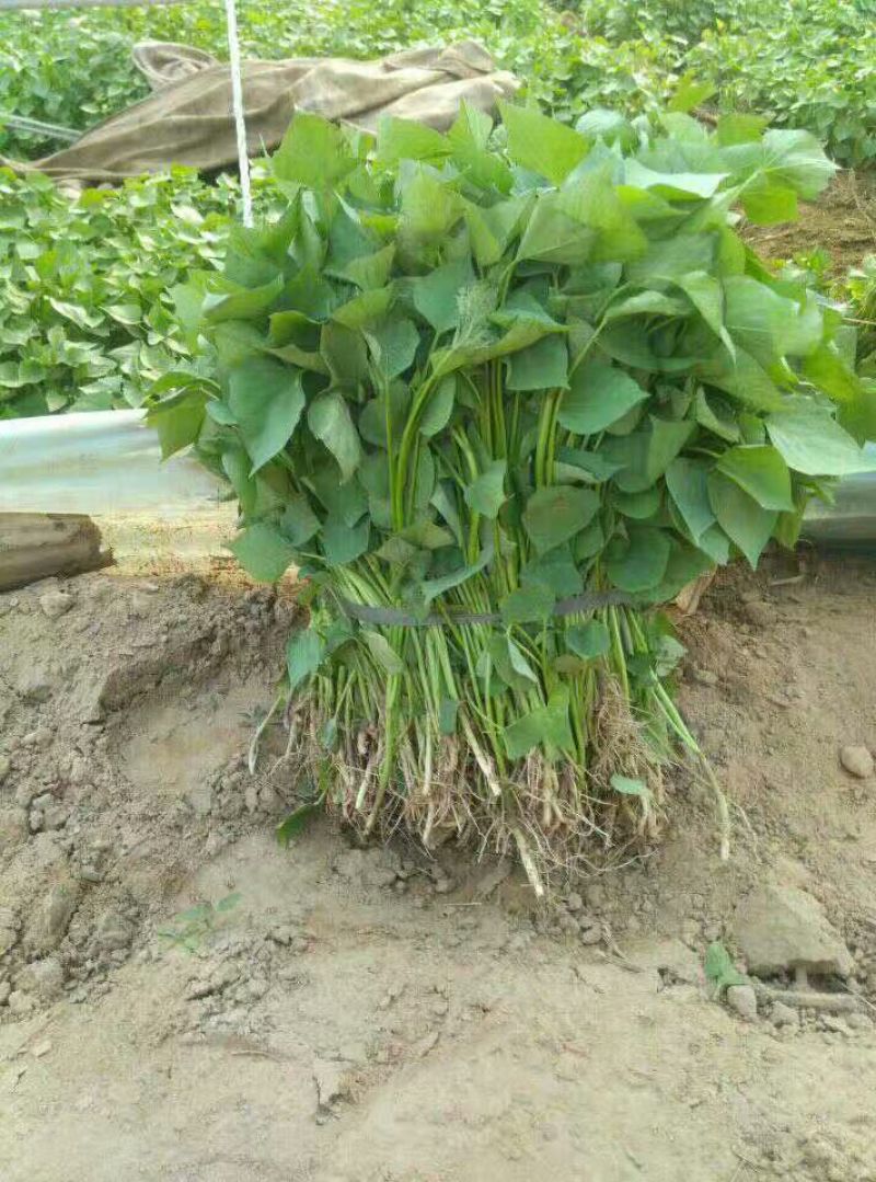 红薯苗，烟薯苗