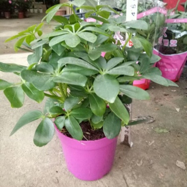 发财树鹅掌柴招财树特