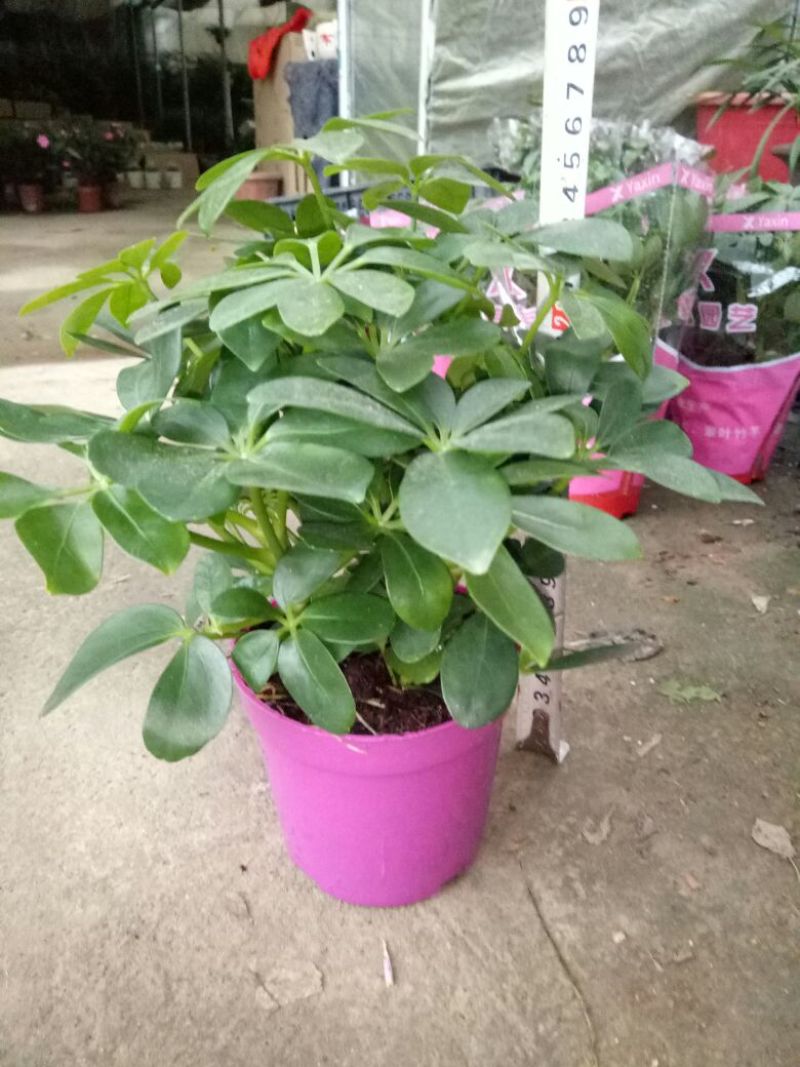 发财树鹅掌柴招财树特