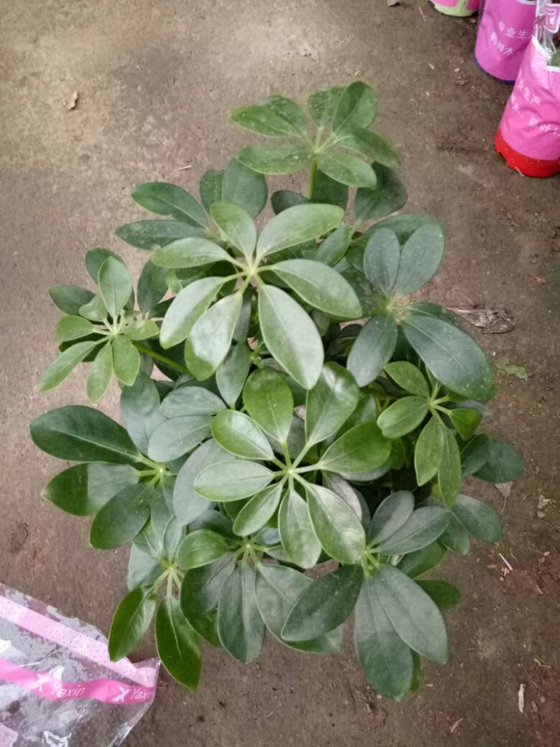 发财树鹅掌柴招财树特