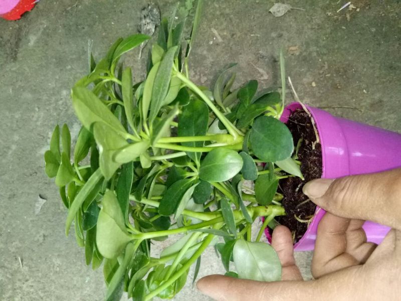 发财树鹅掌柴招财树特