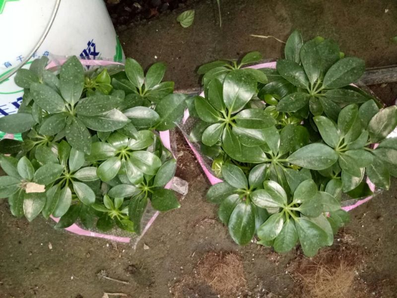 发财树鹅掌柴招财树特