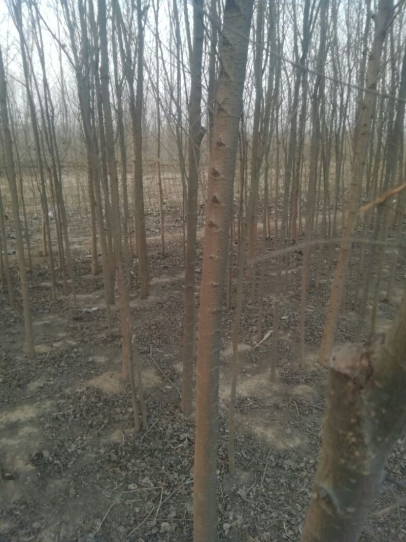 白榆4~6cm4~6cm3~3.5m
