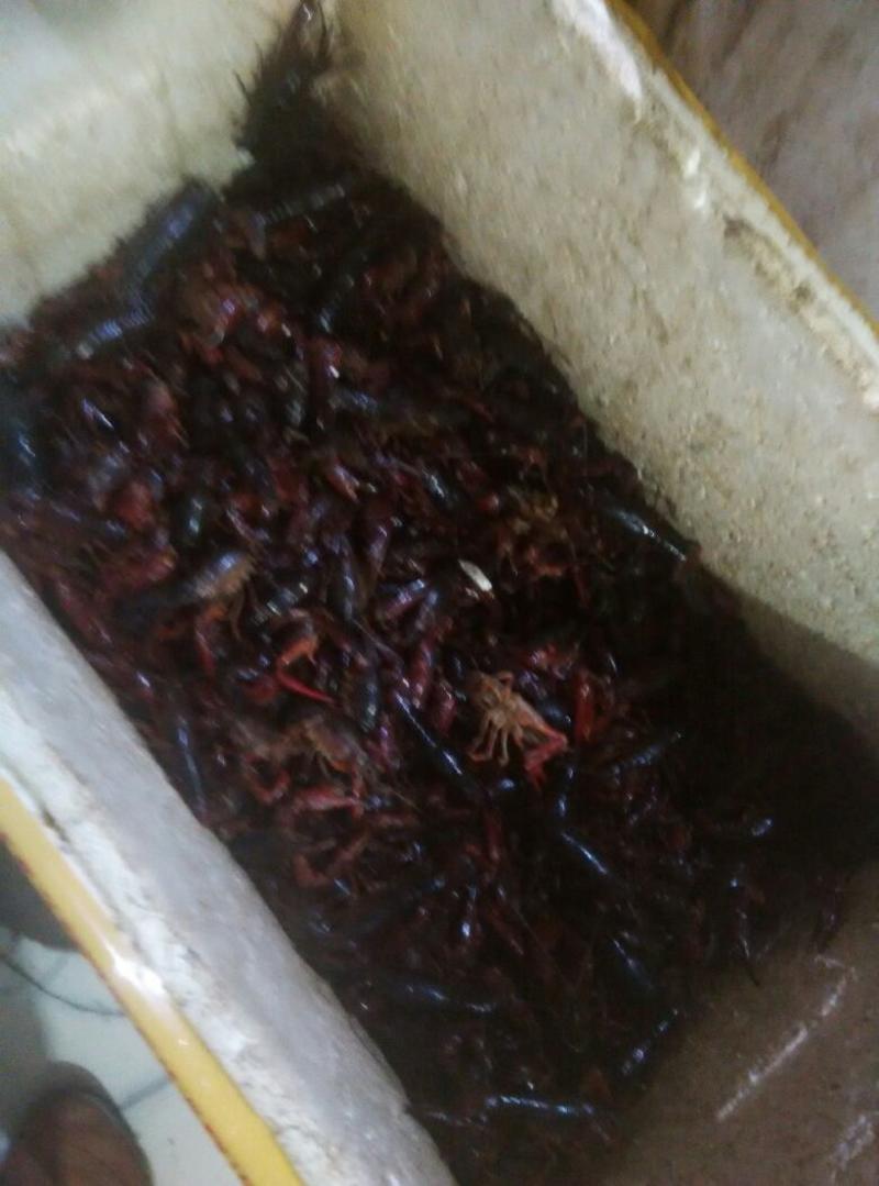 小龙虾藕塘套养食用活虾4~6钱
