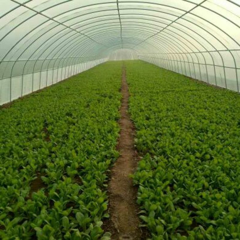 大叶菠菜25~30厘米