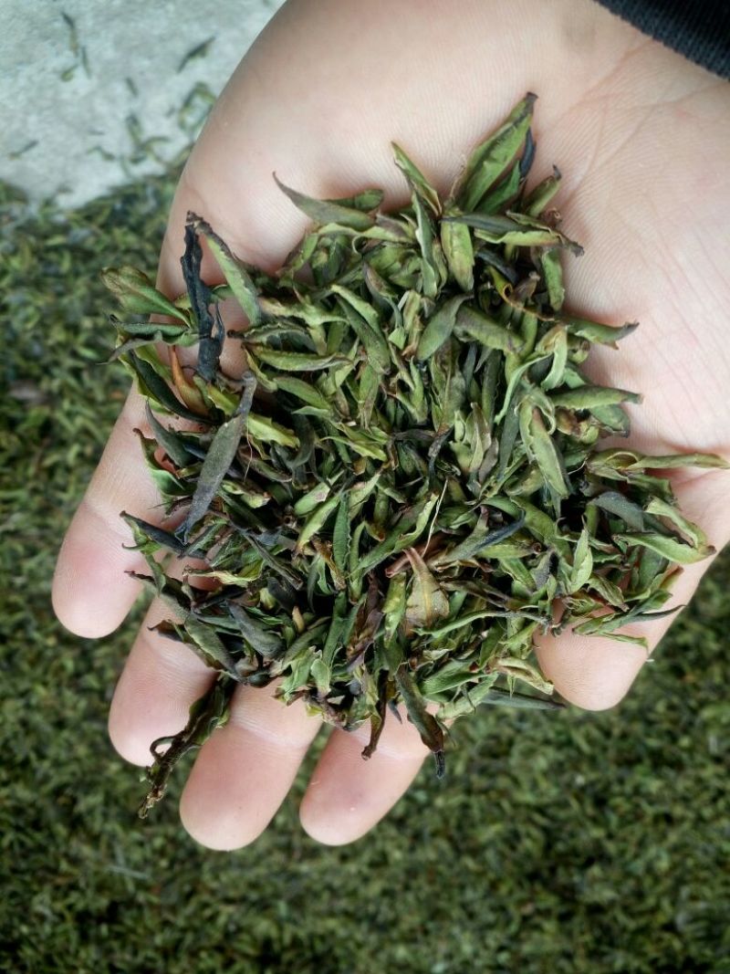 古树茶特级