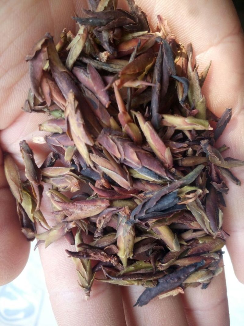 古树茶特级