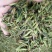 古树茶特级