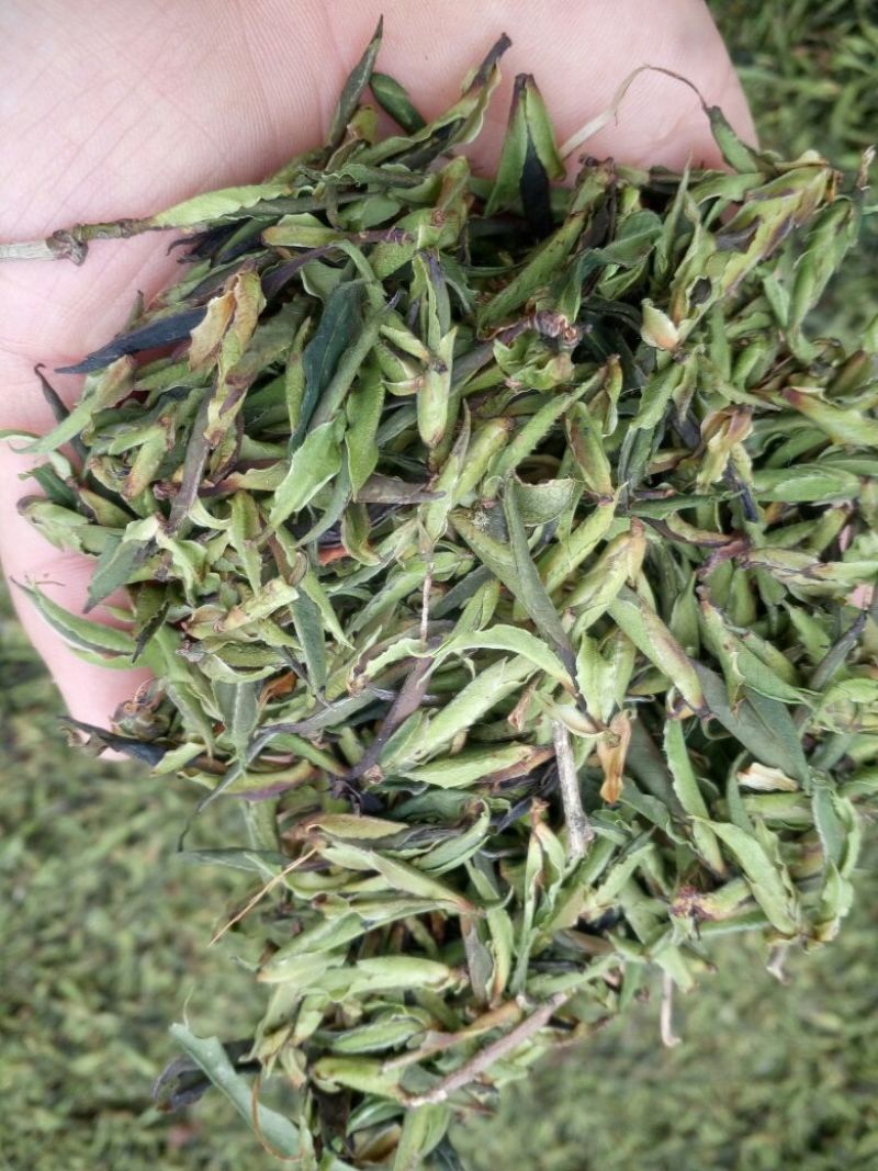 古树茶特级
