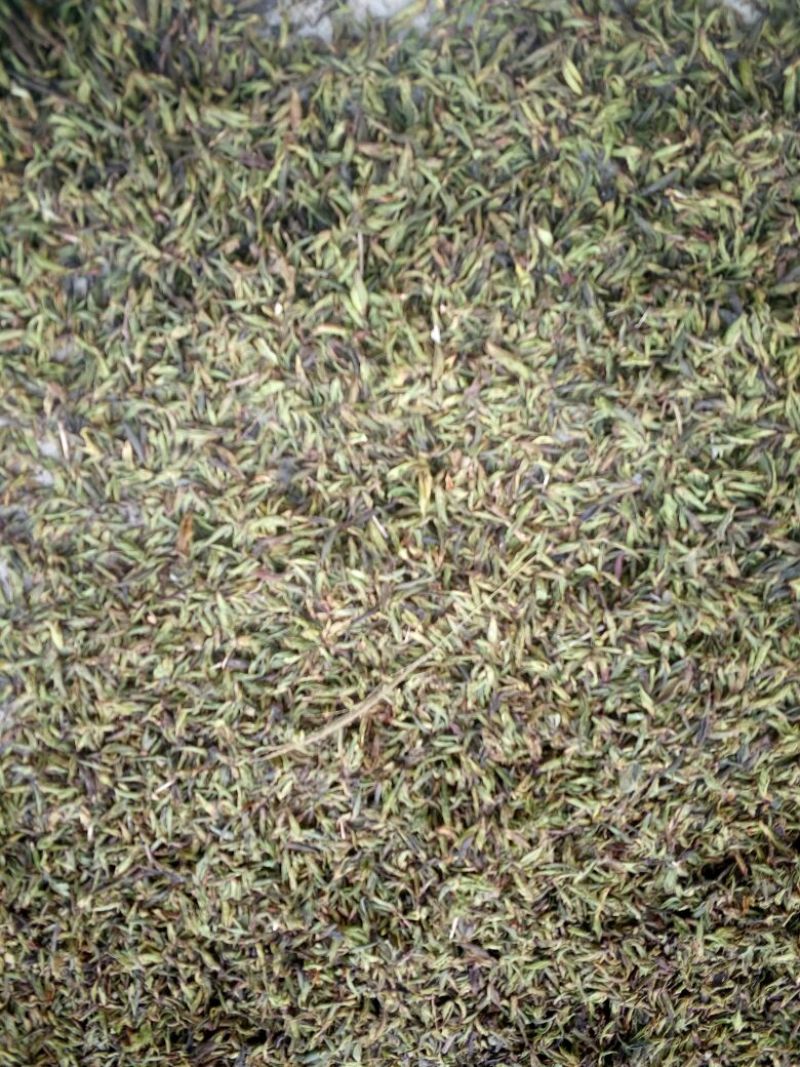 古树茶特级