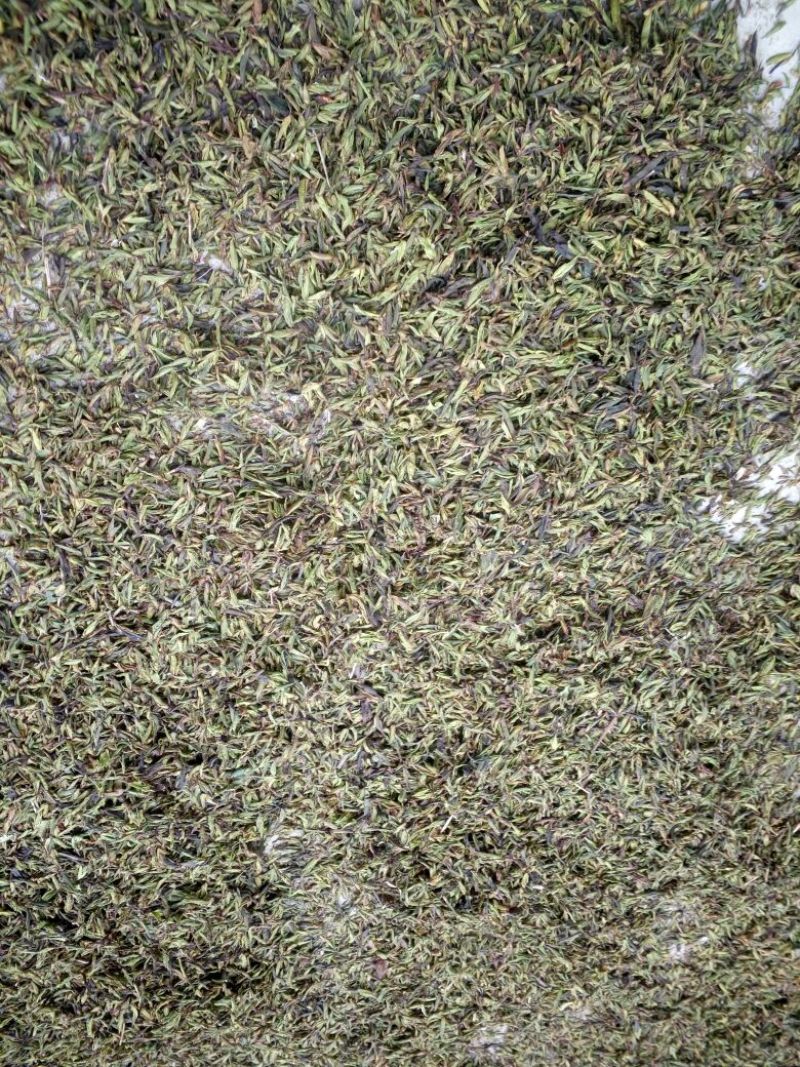 古树茶特级