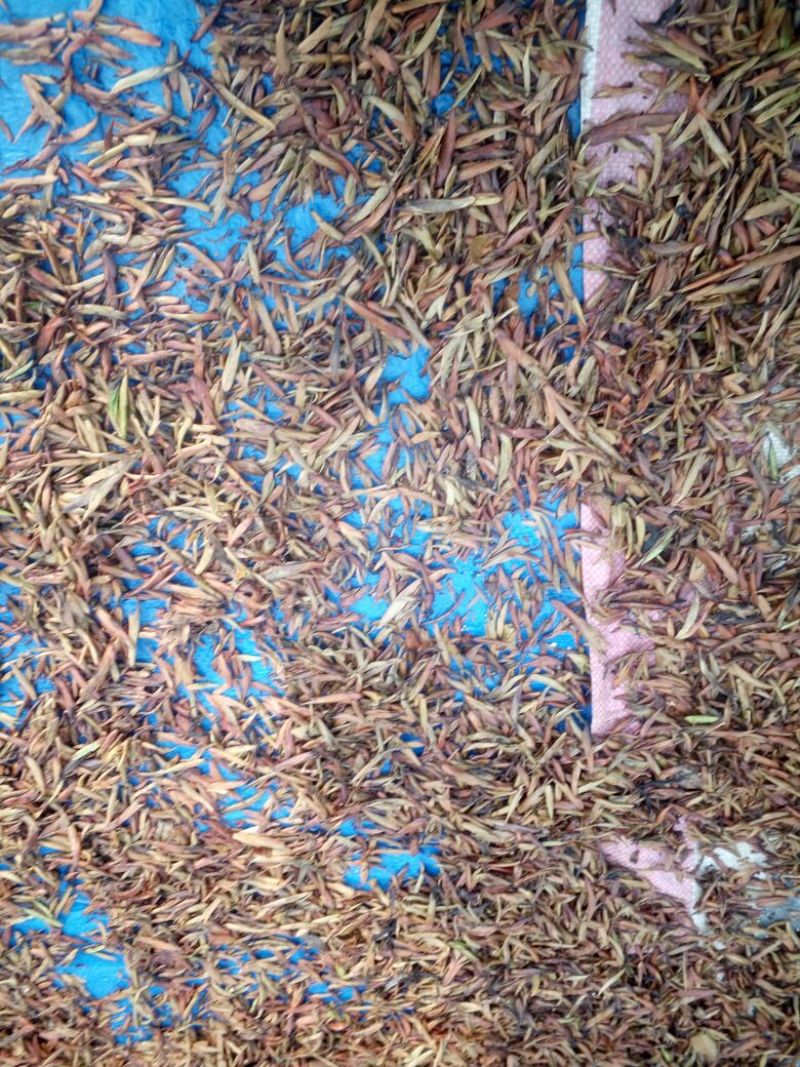 古树茶特级
