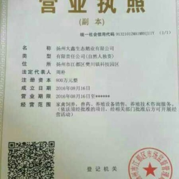 灰鹅苗35~45g
