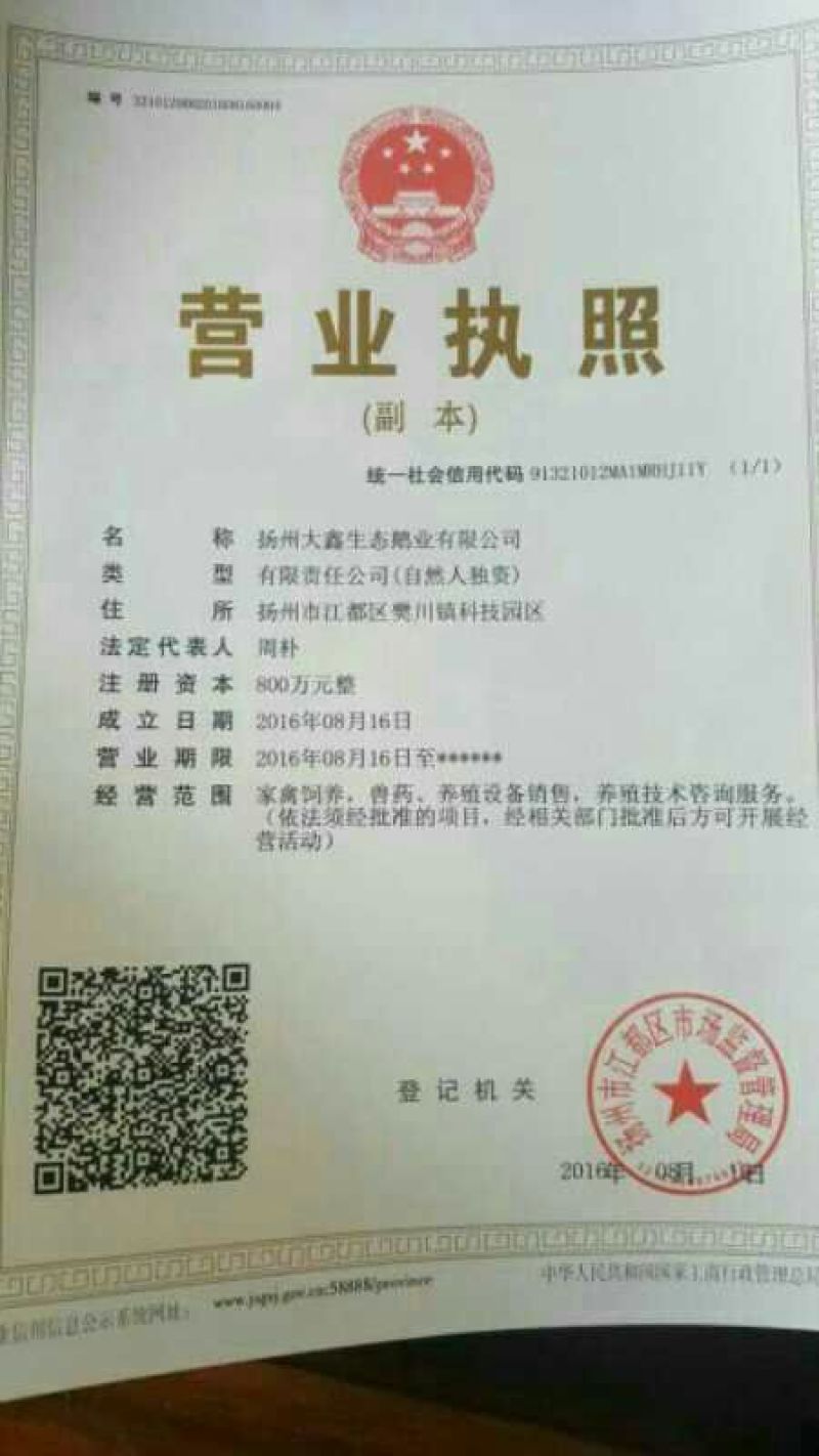 灰鹅苗35~45g