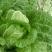 菊锦春白菜4~6斤毛菜