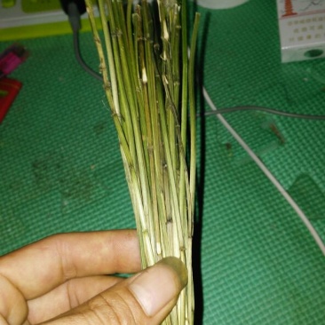 鬼针草