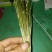 鬼针草