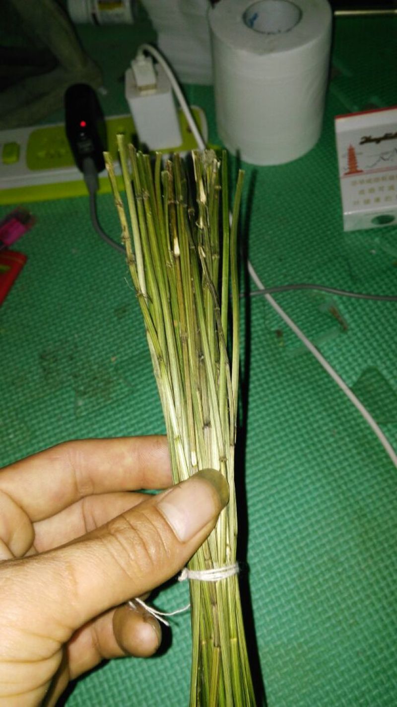 鬼针草