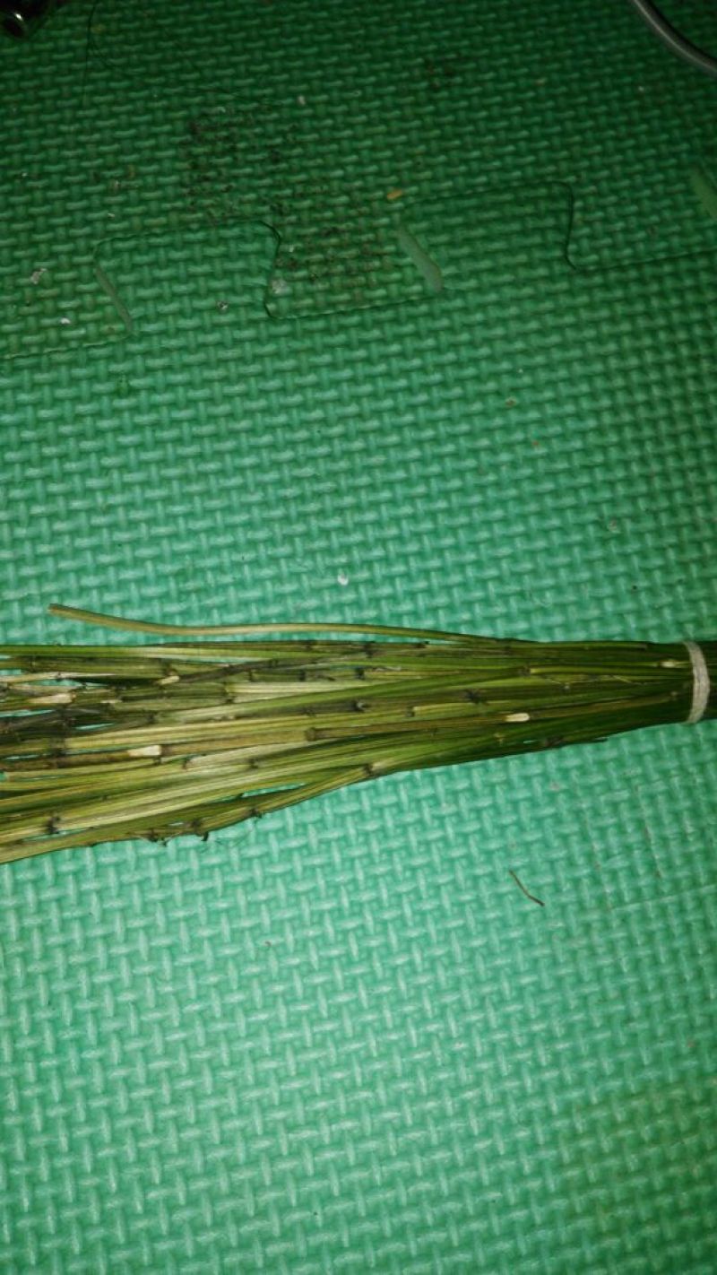 鬼针草
