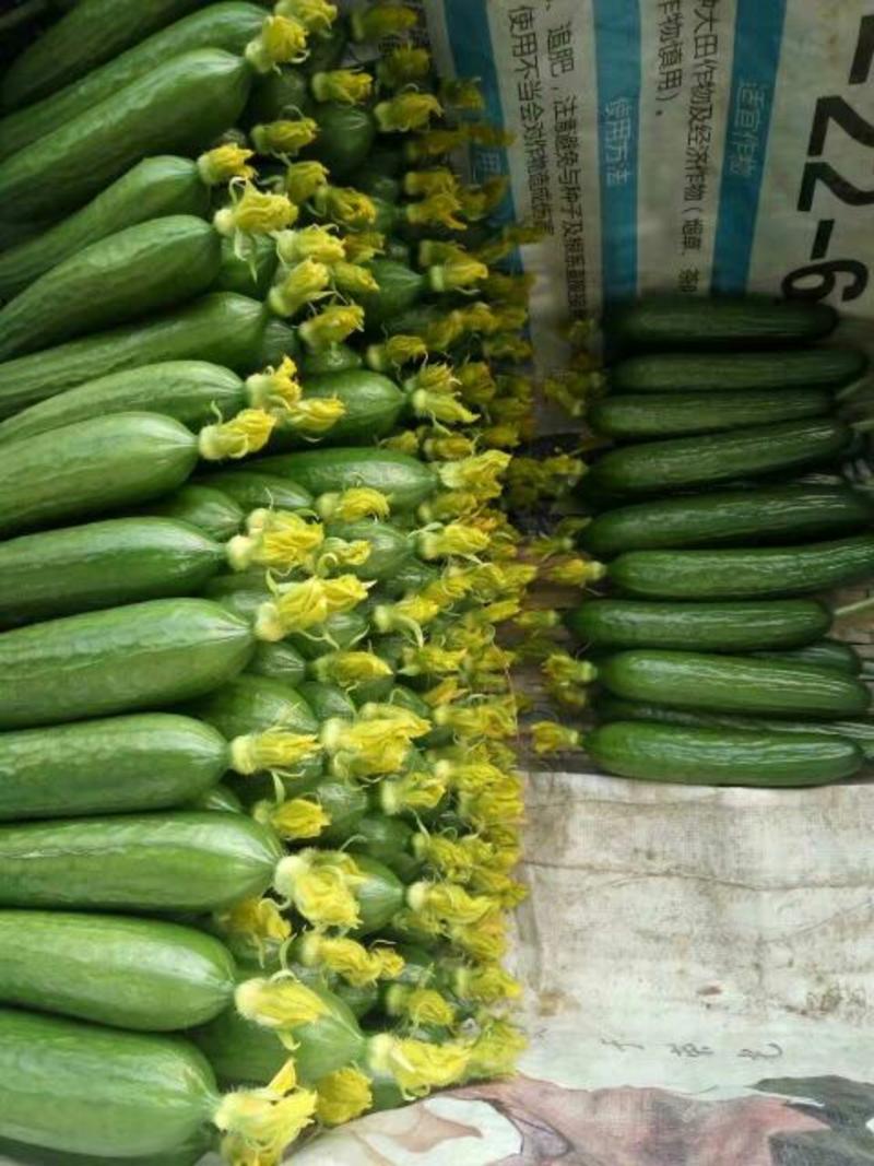 新鲜小黄瓜一手货源鲜花带刺18公分以下