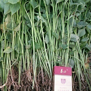 龙薯九号红薯苗15~25cm