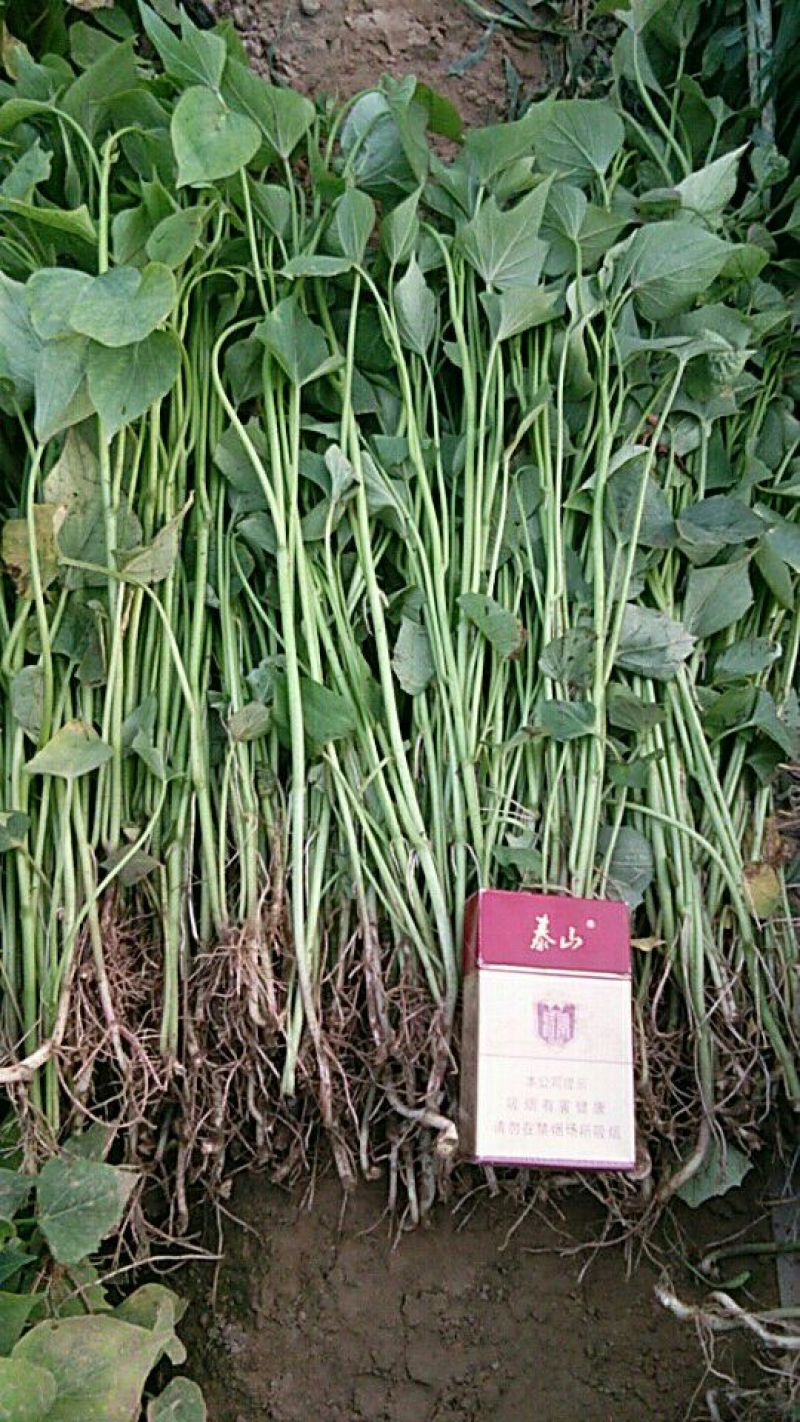 龙薯九号红薯苗15~25cm