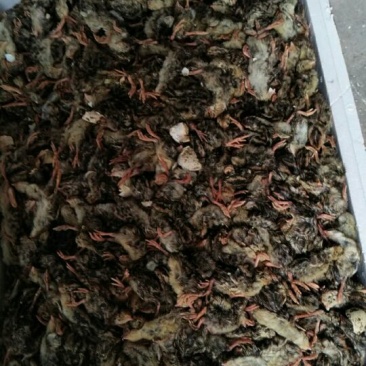 鹌鹑苗统货