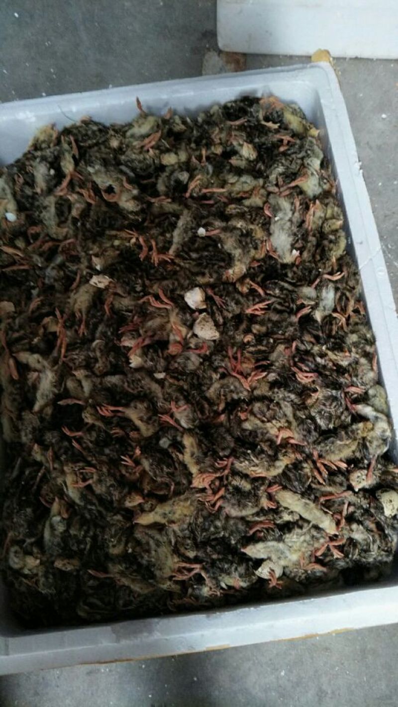 鹌鹑苗统货