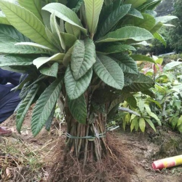 枇杷树苗30~50cm