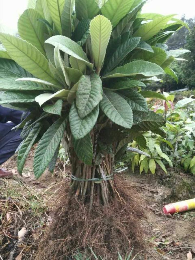 枇杷树苗30~50cm