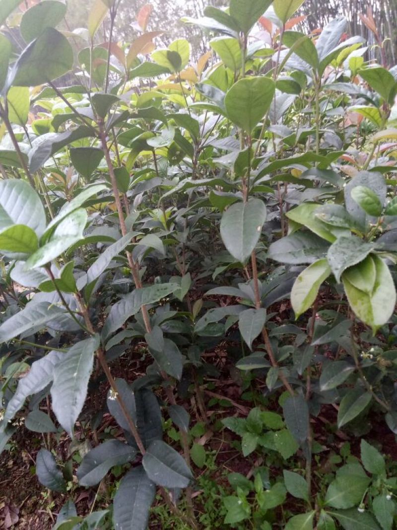 桂花苗50~80cm
