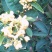 桂花苗50~80cm