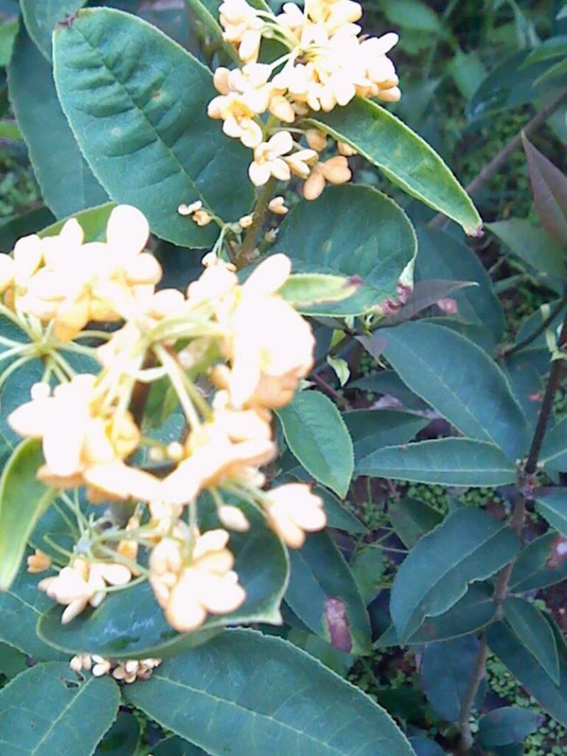 桂花苗50~80cm