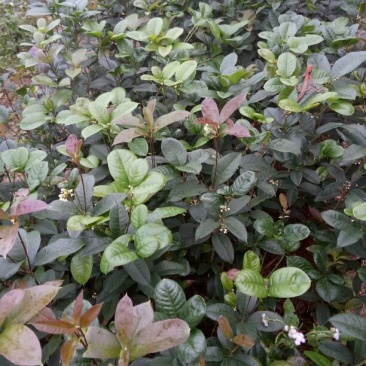 桂花苗50~80cm
