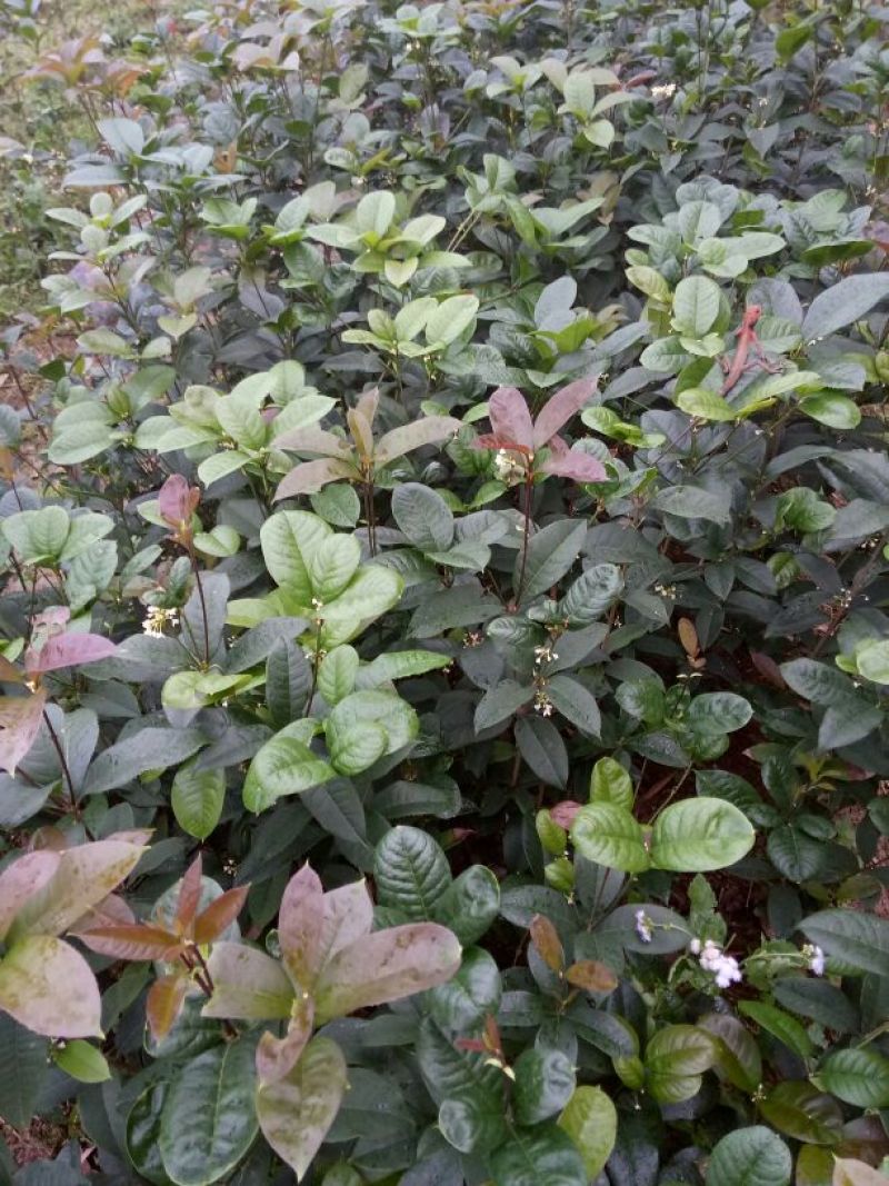 桂花苗50~80cm