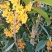 桂花苗50~80cm