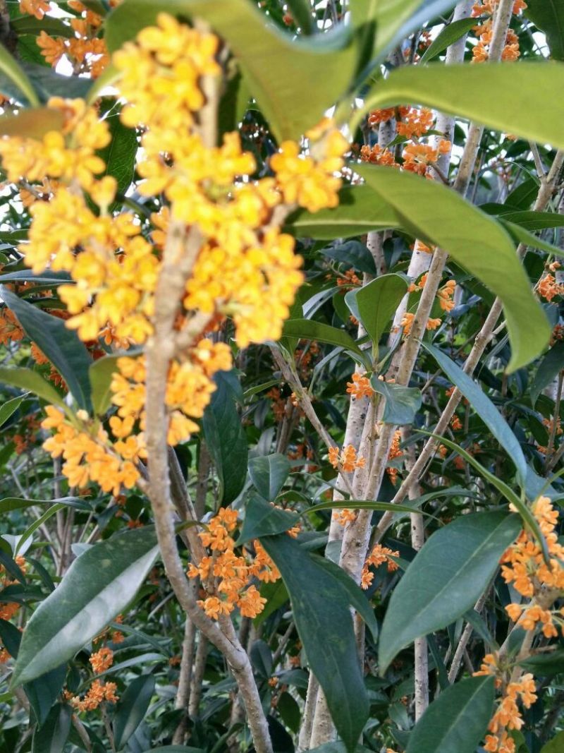 桂花苗50~80cm