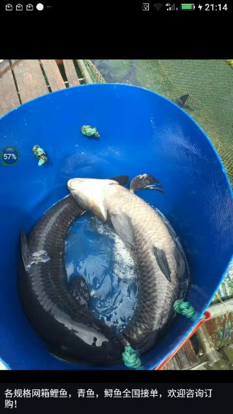 青鱼食用活鱼