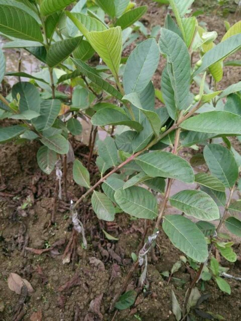 番石榴苗30~50cm