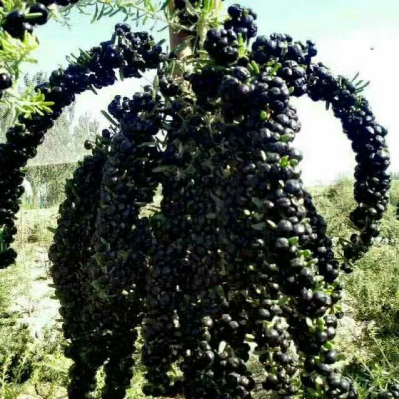 宁夏黑枸杞中大果花青素泡水正品***
