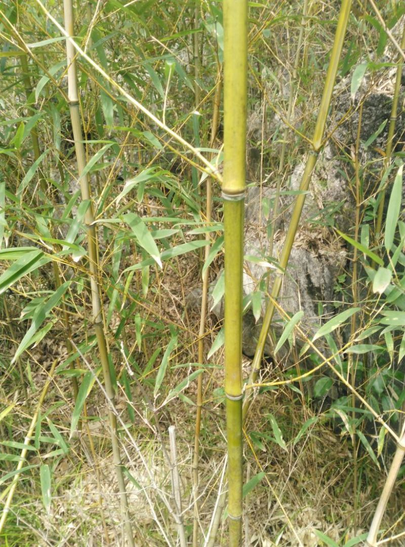 绿竹2~3m