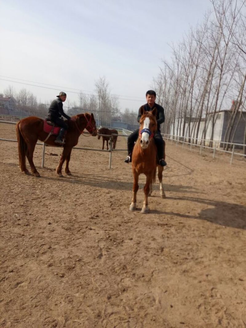 伊犁马400~500kg