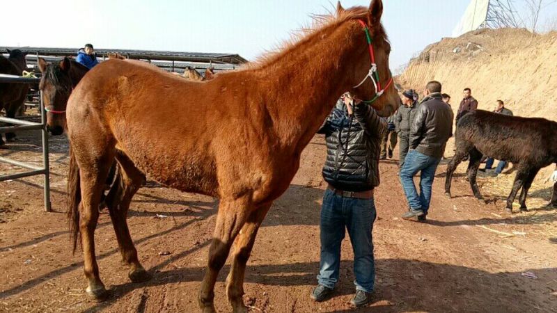 伊犁马400~500kg