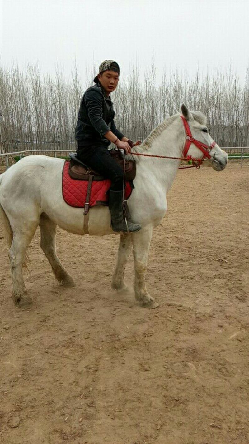 伊犁马400~500kg