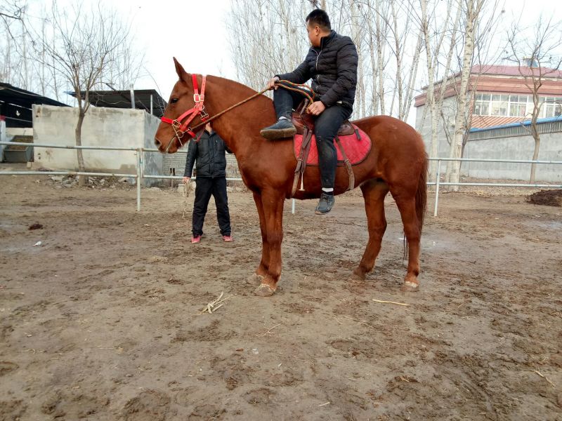 伊犁马400~500kg