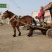 伊犁马400~500kg