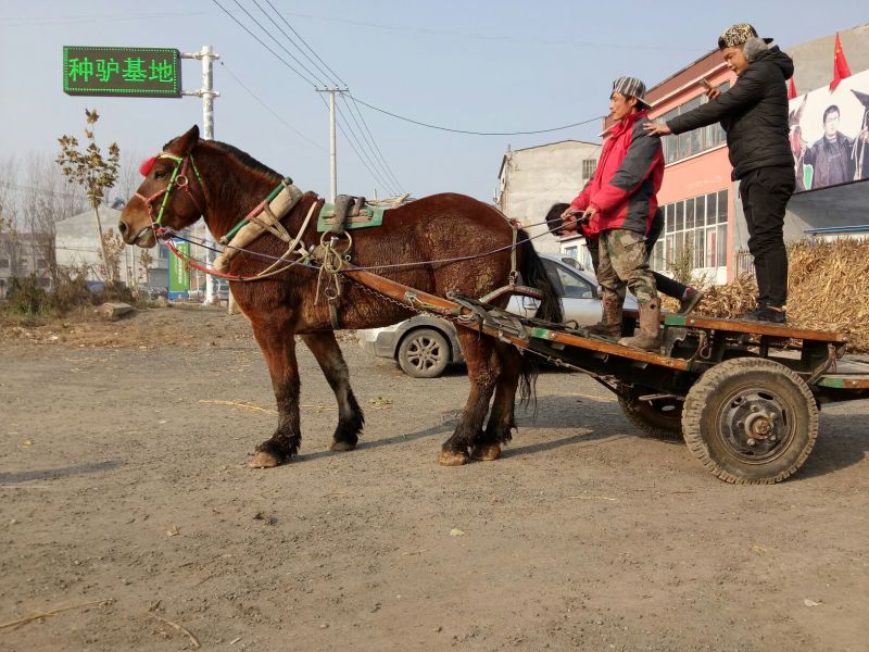 伊犁马400~500kg